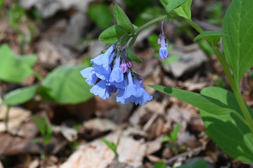 2025-04246552 Acton Arboretum, MA.JPG - Virginia Bluebells. Acton Arboretum, MA, 4-24-2025